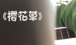 樱花草视频,一场春日里的浪漫邂逅